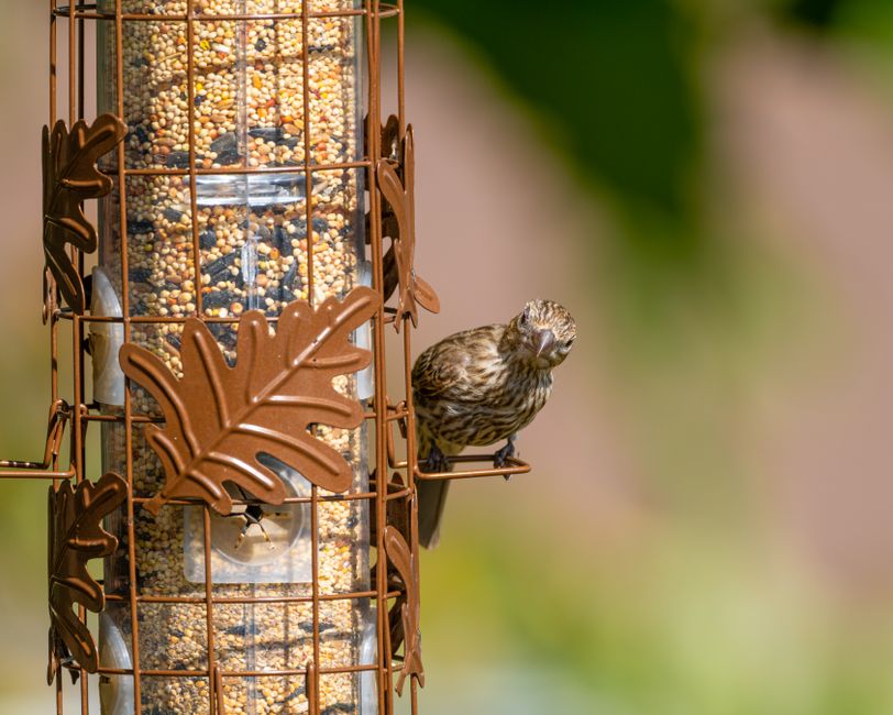 A close-up of a bird feeder filled with mixed bird seed, enclosed in a decorative metal cage decorated with leaf-shaped cutouts. A small, brown and beige bird with streaked plumage is perched on the f
