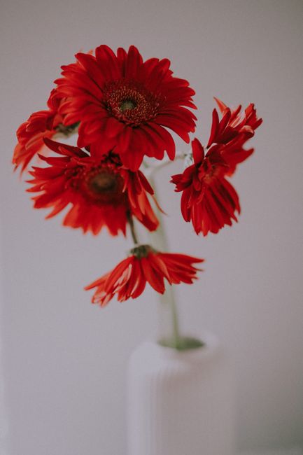 A close-up of a floral arrangement featuring vibrant red gerbera daisies and red alstroemeria flowers in a minimalist white vase. The bouquet showcases fresh, vividly colored petals with detailed text