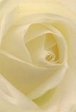 Stepping inside the gentle heart of this cream-hued rose feels like wandering through the green enclaves bordering Old Oak Common, where every petal unfurls with delicate patience. The spiraling architecture draws you inward, each velvety layer whisper-light and evocative of the soft mist rising over Wormwood Scrubs in early morning. Subtle shadows and shades of ivory flow through the composition, suffusing the bloom with peaceful energy and depth-ideal for moments of quiet admiration, solace, or anticipation of new beginnings. The atmosphere is one of repose, reminiscent of reflective strolls along Old Oak Lane. To a discerning florist, this rose becomes the pure embodiment of reverence-a perfect gesture for conveying thoughts of sympathy, respect, or affection within the local community. A faint, understated sweetness can almost be sensed, as if carried on a gentle breeze across the Common. The close-up perspective not only reveals floral perfection, but also celebrates the artistry and care poured into each bouquet crafted in Old Oak Common, marking every meaningful moment with grace.